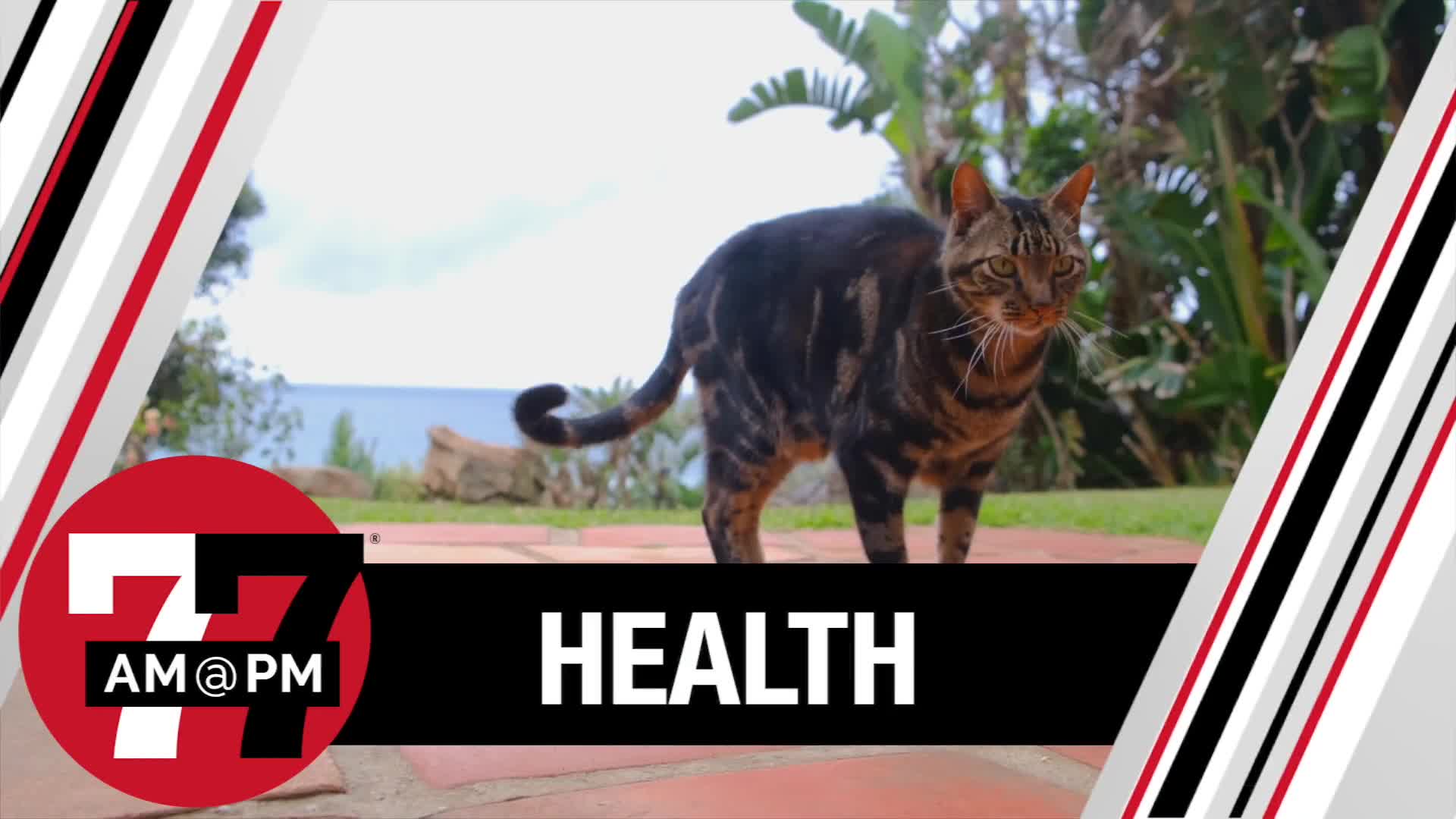 Keeping your pets healthy