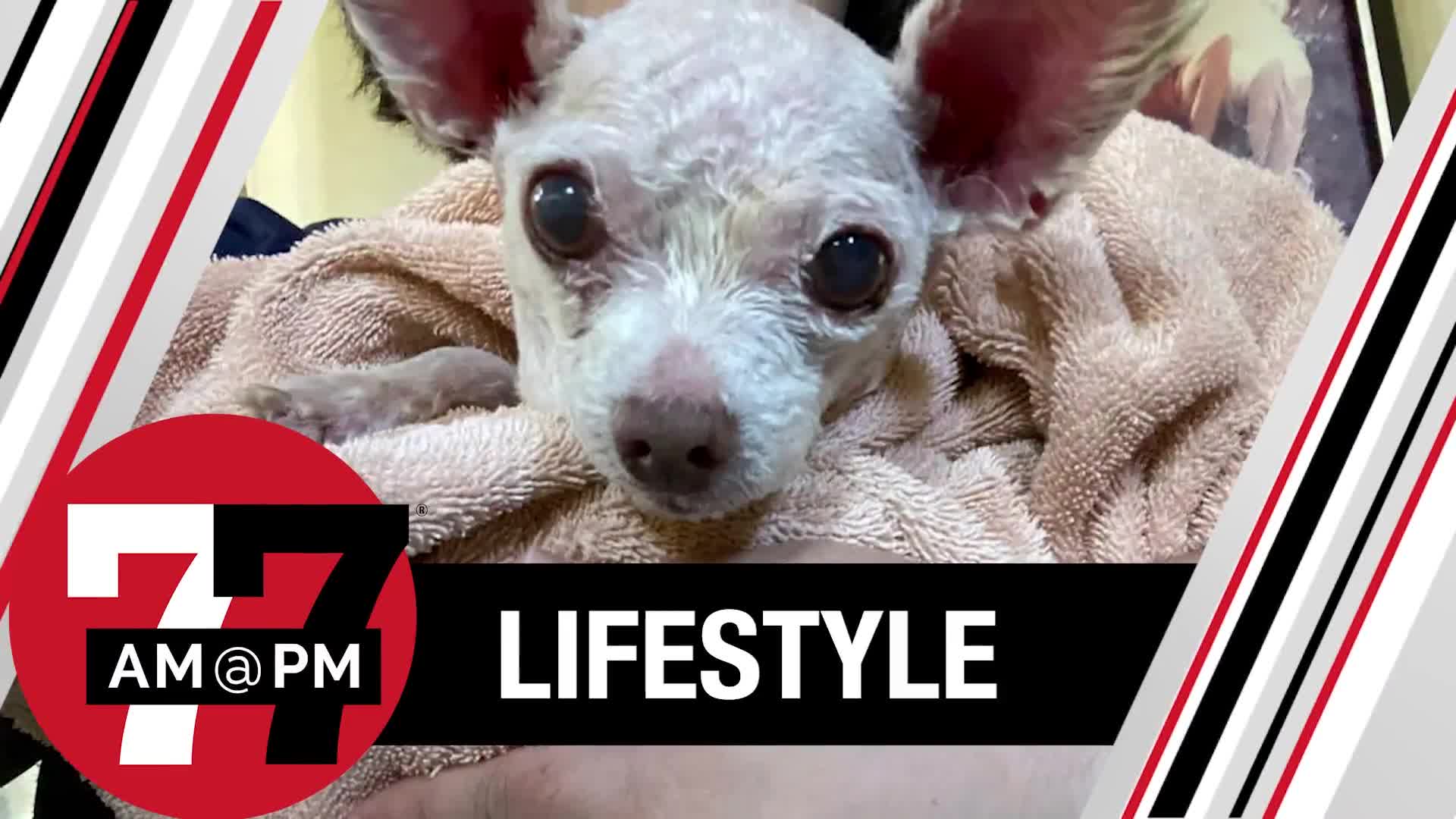 Gizmo, dog missing in Las Vegas since 2015, found alive