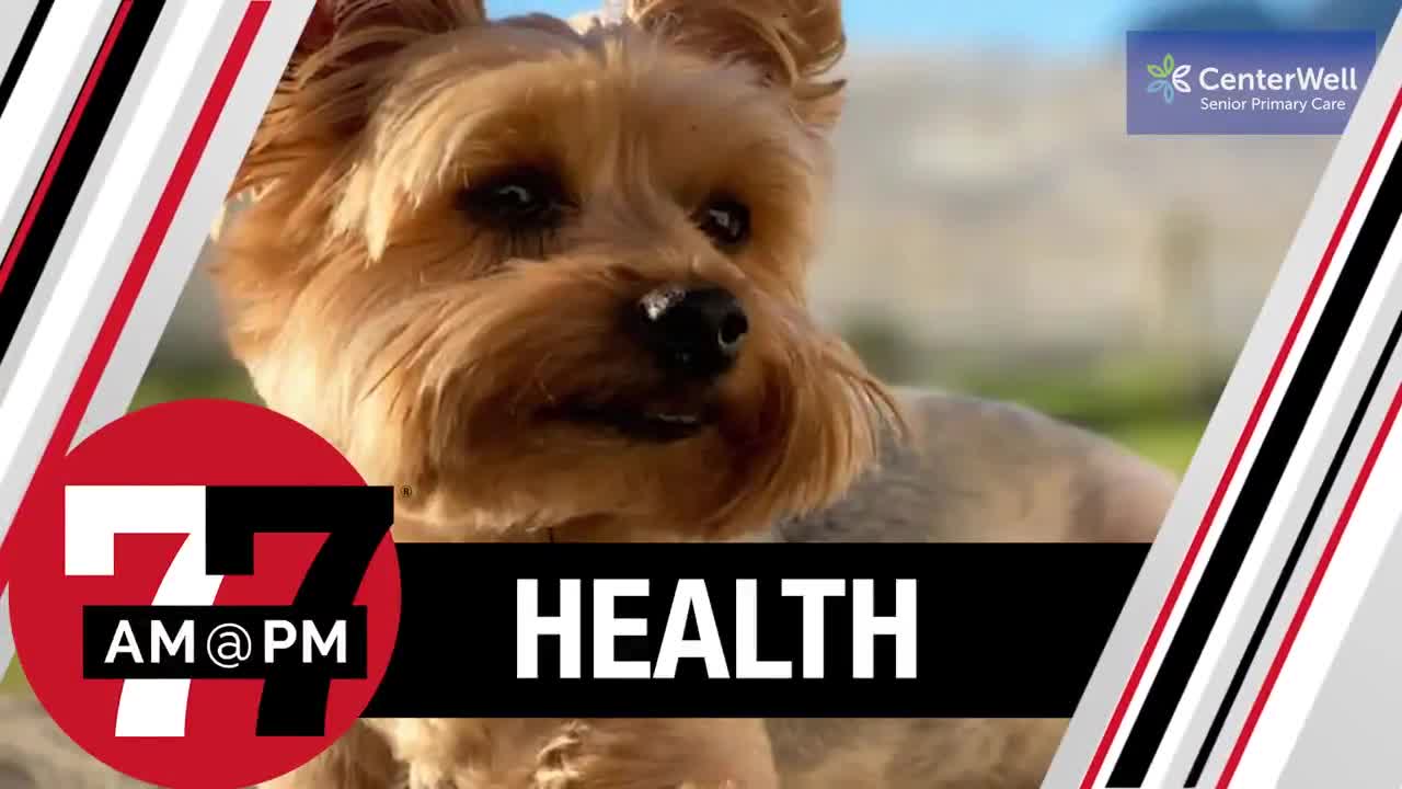 5 of the best dog breeds for people with allergies and anxiety